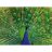 Puzzle 500 db - Páva