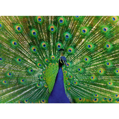 Puzzle 500 db - Páva