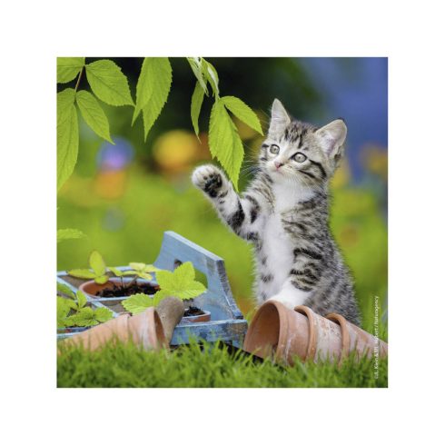 Ravensburger Puzzle 3x49 db - Édes kiscicák