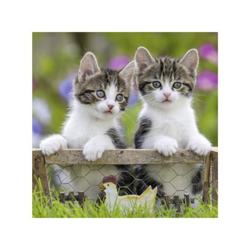 Ravensburger Puzzle 3x49 db - Édes kiscicák